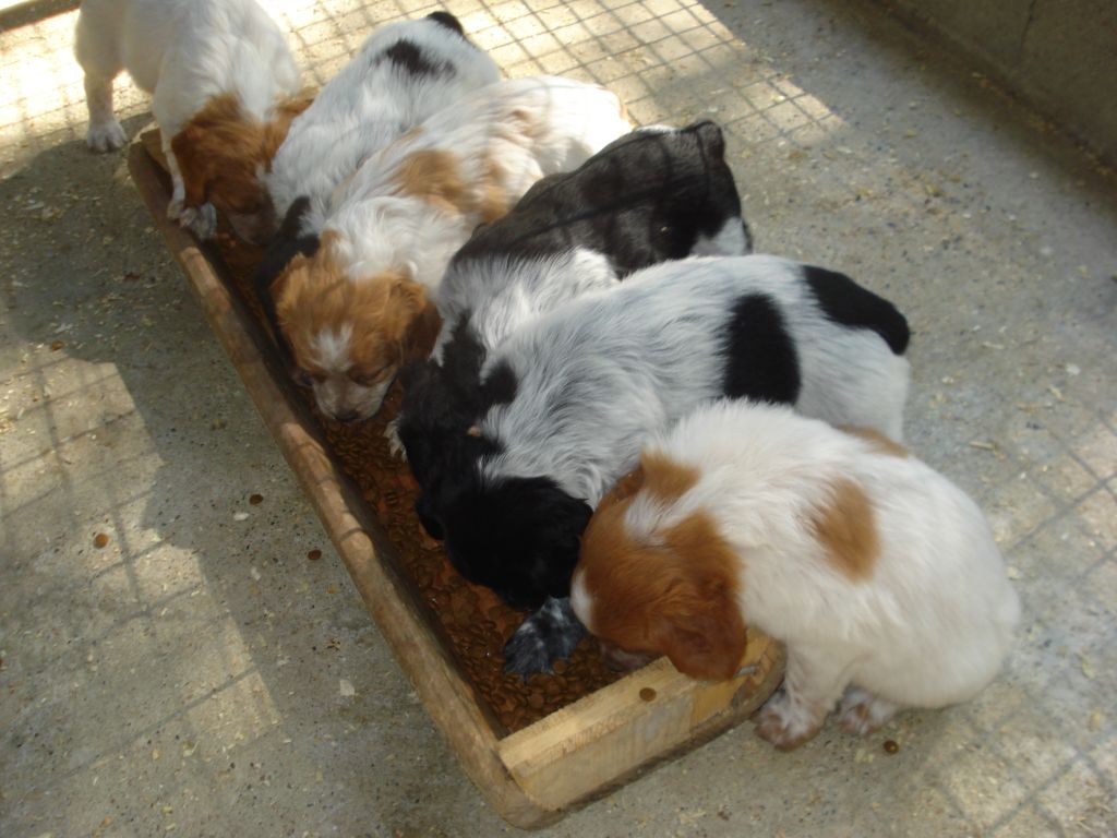 chiot Epagneul Breton De la vallee de l'auvignon