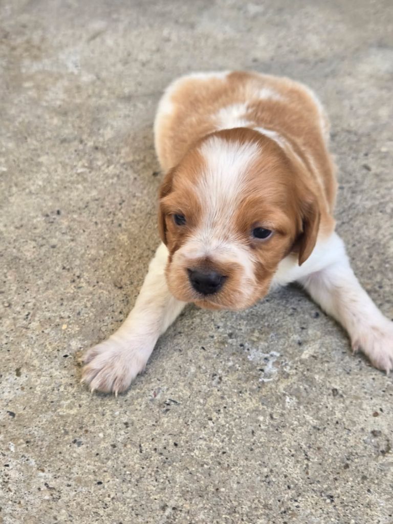 De la vallee de l'auvignon - Chiots disponibles - Epagneul Breton
