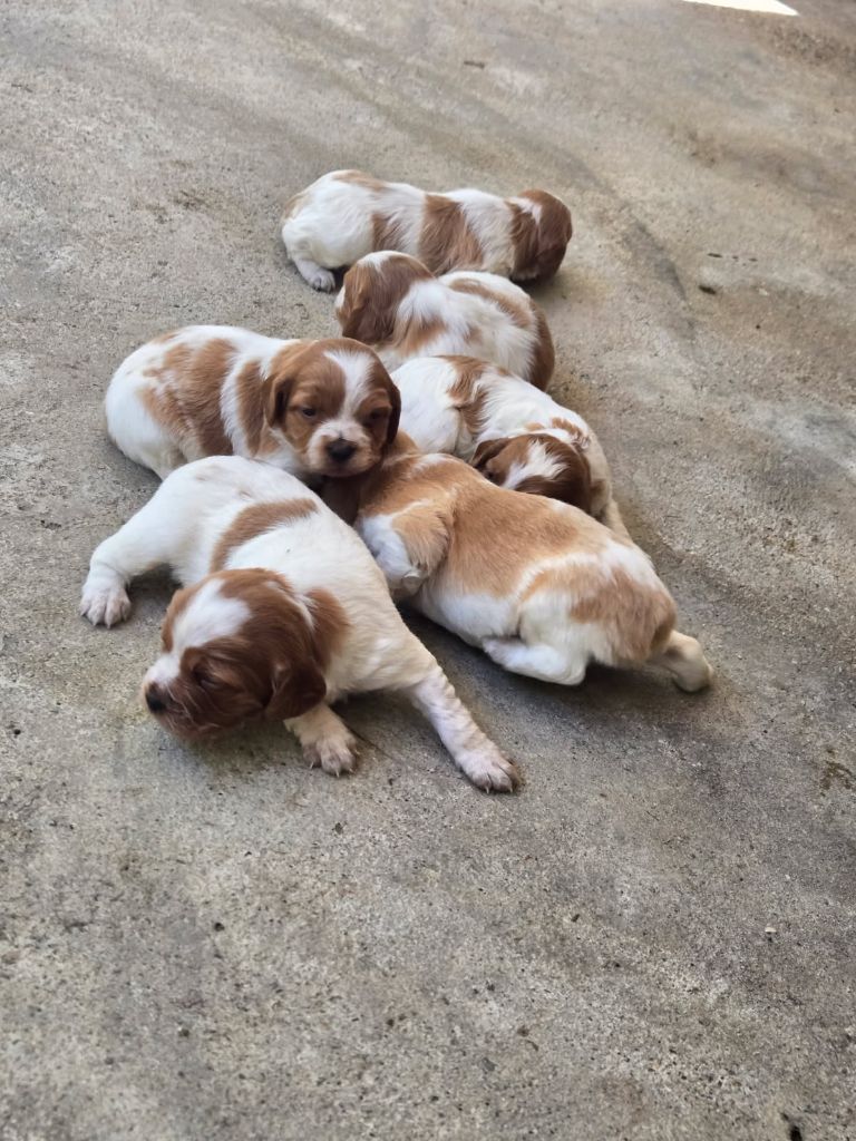 Chiot Epagneul Breton De la vallee de l'auvignon