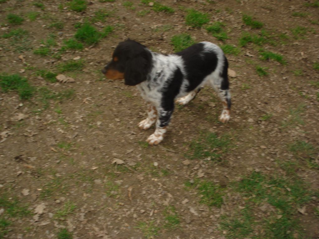 De la vallee de l'auvignon - Chiots disponibles - Epagneul Breton