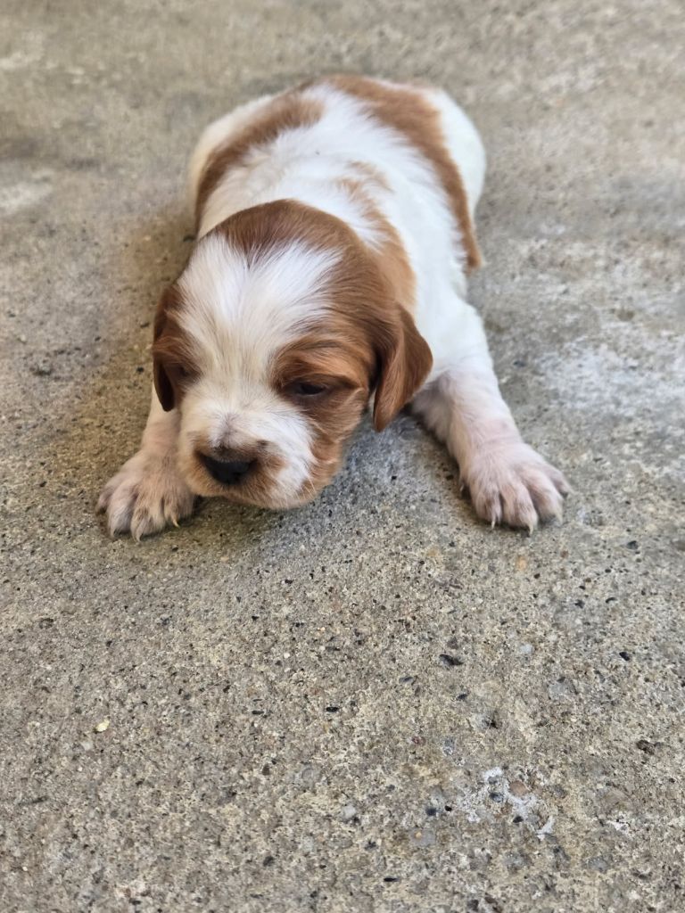 De la vallee de l'auvignon - Chiots disponibles - Epagneul Breton