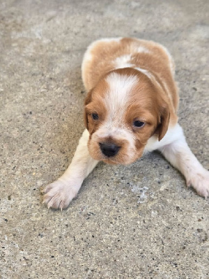 CHIOT 1