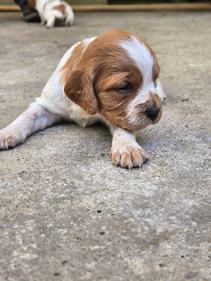 CHIOT 6