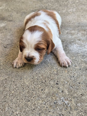 CHIOT 3