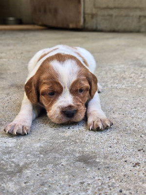 CHIOT 2