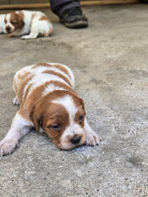 CHIOT 5