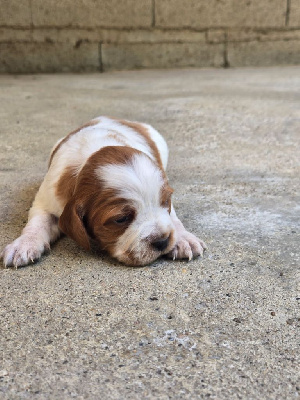 CHIOT 4