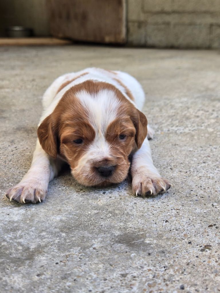 De la vallee de l'auvignon - Chiots disponibles - Epagneul Breton